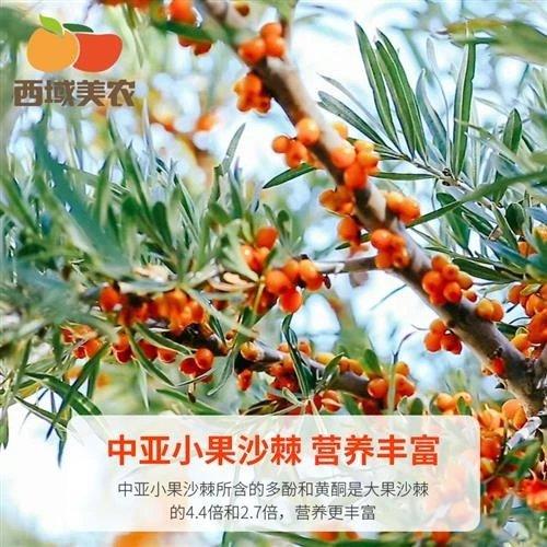 西域美农沙棘原浆50ml*10袋 商品图4