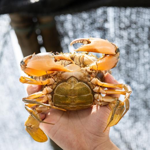 【头手 爆油率80-90%】挑时黄油蟹  2/4/6/ 只装 死蟹包赔 顺丰空运 商品图2