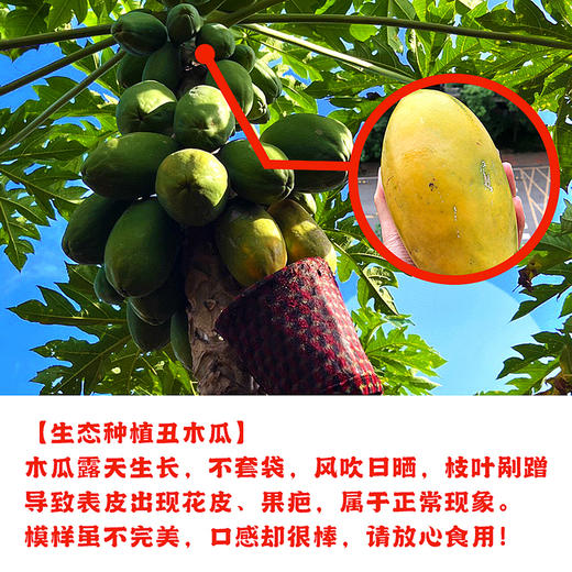 『徐闻树上熟冰糖心木瓜』生态种植丑木瓜，肉质紧致厚实，清甜舒爽，香嫩柔滑 商品图3