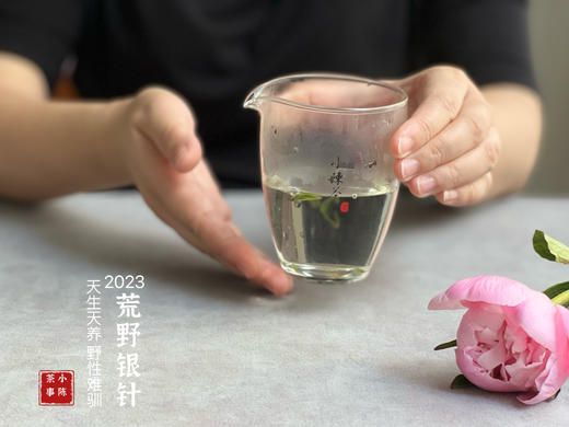 【2023春茶来了】2023荒野银针，更野、更鲜、更嫩，粗看之下还以为是荒野米针 商品图11