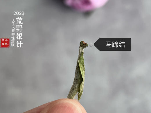 【2023春茶来了】2023荒野银针，更野、更鲜、更嫩，粗看之下还以为是荒野米针 商品图4