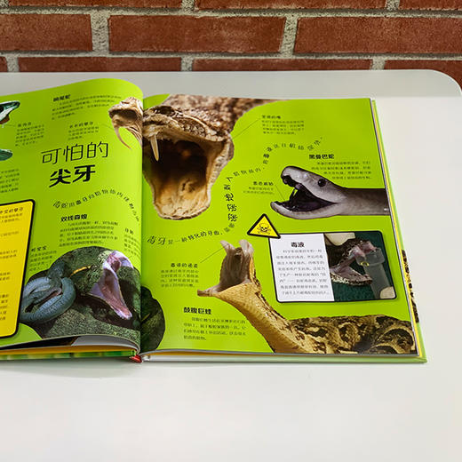 《DK动物百科系列：爬行动物》 商品图8