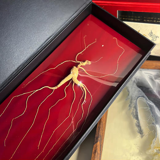 【东北野山参】人参 送礼优选 商品图6