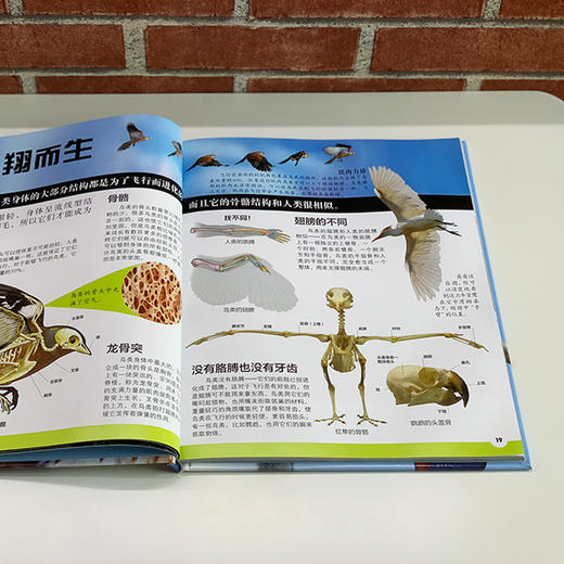 《DK动物百科系列：鸟》 商品图7
