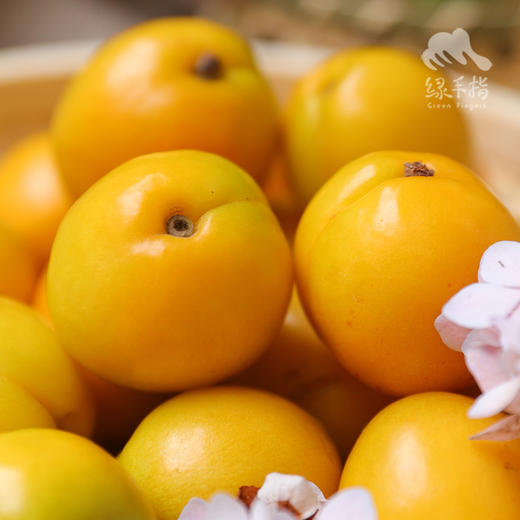 生态珍珠油杏| 合作生产 *Eco Pearl Apricot | Coprodution 商品图3
