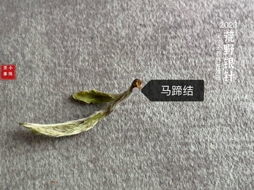 【2023春茶来了】2023荒野银针，更野、更鲜、更嫩，粗看之下还以为是荒野米针 商品图5