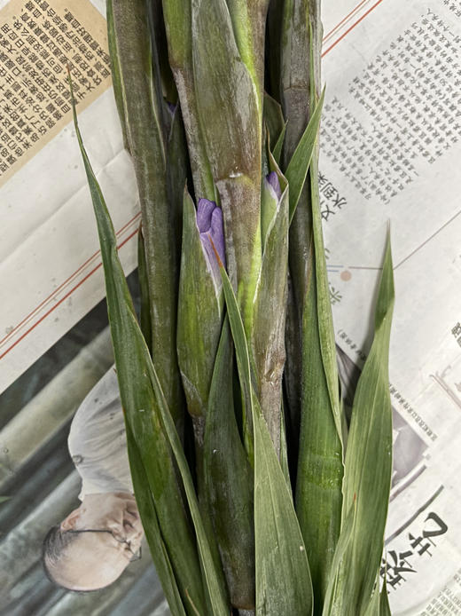 【剑兰】稀有色系 浅紫色（香芋紫）约9-10枝/扎 商品图9