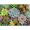 多肉花园 1000片拼图 文创周边 Peter Pauper Press 英文原版 
Succulent Garden 1 000 Piece Jigsaw Puzzle 商品缩略图0