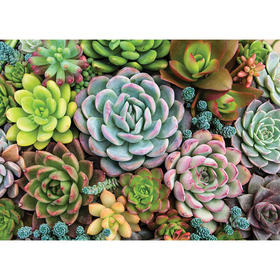 多肉花园 1000片拼图 文创周边 Peter Pauper Press 英文原版 
Succulent Garden 1 000 Piece Jigsaw Puzzle