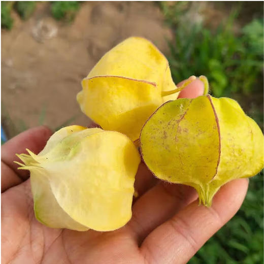 花姑娘【约450g-500g】 商品图2