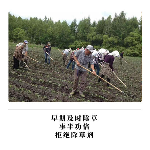 豆腐 约400g，非转基因，种植无化学投入 商品图2