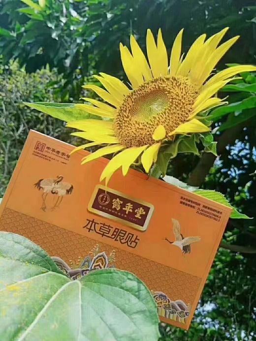 爱眼学习班专场-鹤年堂眼贴  10片/盒 商品图4