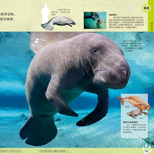 《DK动物百科系列》(全7册) 商品图10