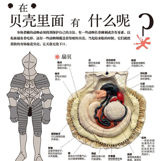 《DK动物百科系列：鱼和其他海洋生物》 商品图4