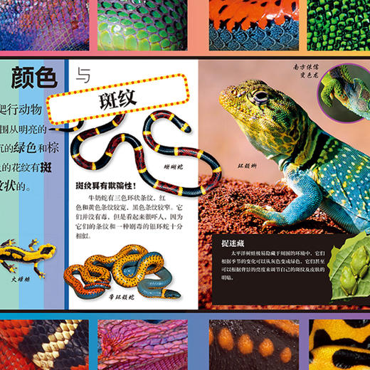《DK动物百科系列：两栖爬行动物》 商品图2