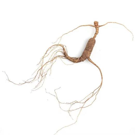 【东北野山参】人参 送礼优选 商品图2