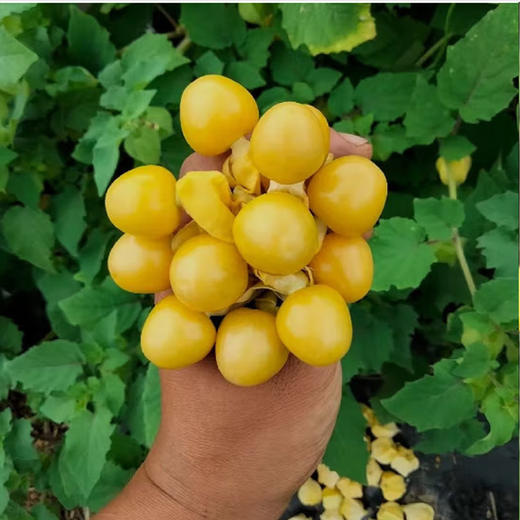 花姑娘【约450g-500g】 商品图3