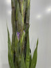 【剑兰】稀有色系 浅紫色（香芋紫）约9-10枝/扎 商品缩略图11