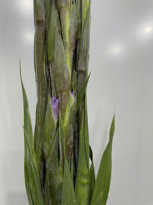 【剑兰】稀有色系 浅紫色（香芋紫）约9-10枝/扎 商品图11
