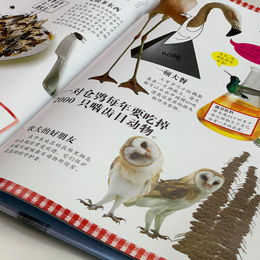 《DK动物百科系列：鸟》 商品图5