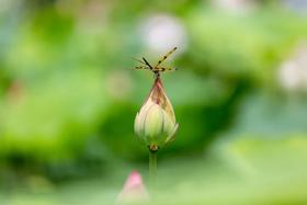  夏季如何养生？九种体质各不同，这些饮食要点需牢记→ 