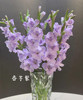 【剑兰】稀有色系 浅紫色（香芋紫）约9-10枝/扎 商品缩略图0