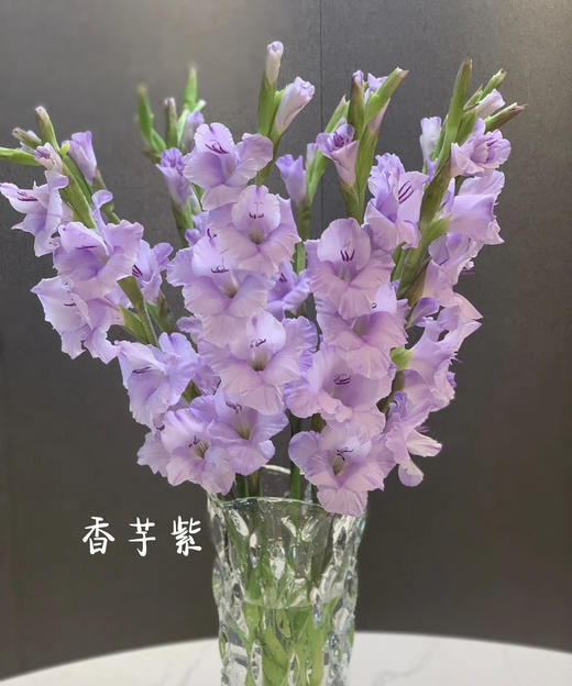 【剑兰】稀有色系 浅紫色（香芋紫）约9-10枝/扎 商品图0