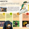 《DK动物百科系列：濒危动物》 商品缩略图3