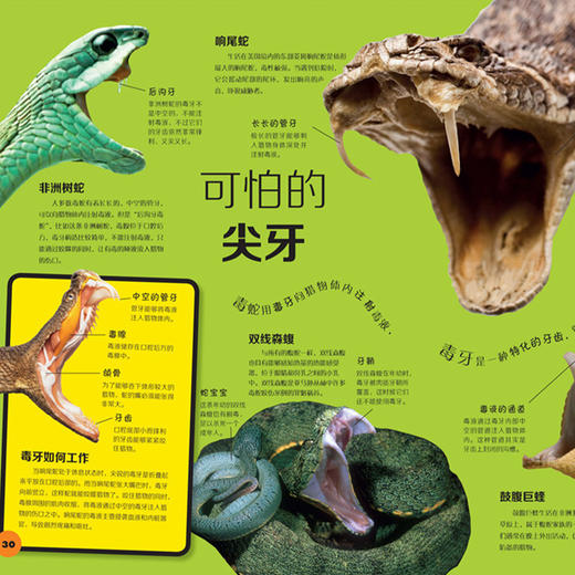 《DK动物百科系列：爬行动物》 商品图3