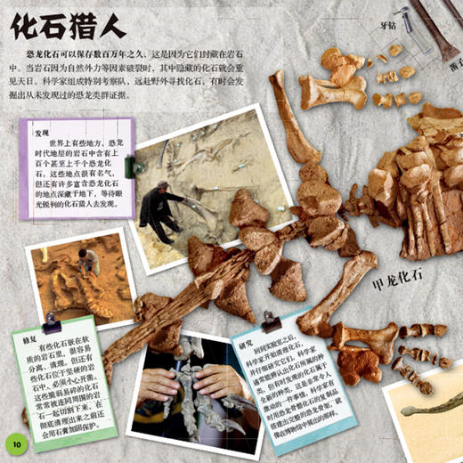 《DK动物百科系列》(全7册) 商品图7