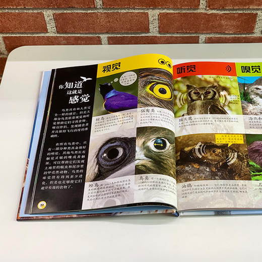 《DK动物百科系列：鸟》 商品图8