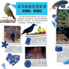 《DK动物百科系列：鸟》 商品缩略图3