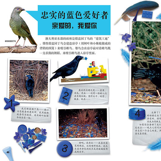 《DK动物百科系列：鸟》 商品图3