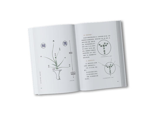 池坊花道：映照生命之美  9787568092982  华中科技大学出版社 商品图5