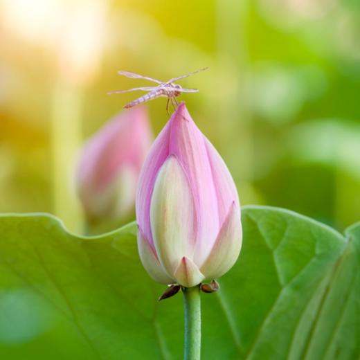 Wellness Through the Seasons——Summer Growth Day Program 商品图0