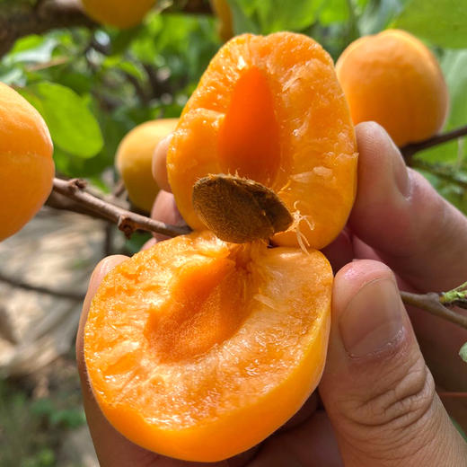 【YQ严选】新品尝鲜 陕西金太阳大黄杏 商品图2