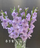【剑兰】稀有色系 浅紫色（香芋紫）约9-10枝/扎 商品缩略图1