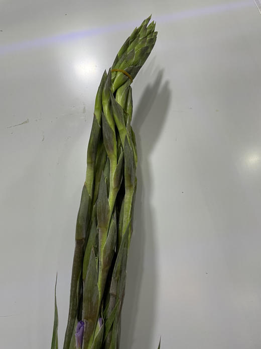 【剑兰】稀有色系 浅紫色（香芋紫）约9-10枝/扎 商品图12