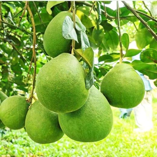 泰国翡翠青柚、晶莹透亮、颗粒饱满、清甜的口感、爽脆的果肉、越吃越上瘾 商品图4