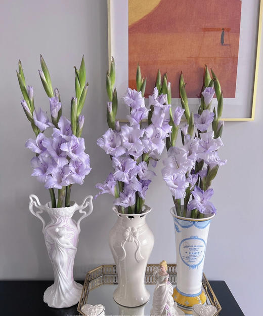 【剑兰】稀有色系 浅紫色（香芋紫）约9-10枝/扎 商品图8