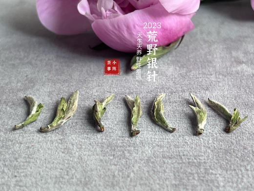 【2023春茶来了】2023荒野银针，更野、更鲜、更嫩，粗看之下还以为是荒野米针 商品图3