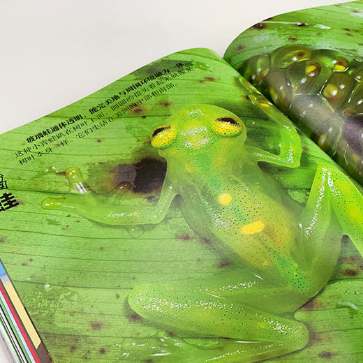 《DK动物百科系列：两栖爬行动物》 商品图5