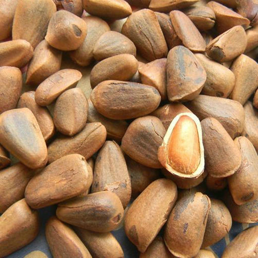 【东北手工采摘 松子】罐装松子480g 手工采摘当季鲜果颗颗酥脆满满松香 商品图2