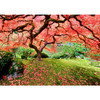 日本枫树 1000片拼图 文创周边 Peter Pauper Press 英文原版 Japanese Maple Tree Jigsaw Puzzle 商品缩略图0