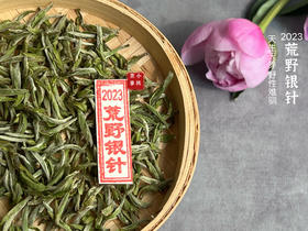 【2023春茶来了】2023荒野银针，更野、更鲜、更嫩，粗看之下还以为是荒野米针