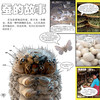 《DK动物百科系列：虫》 商品缩略图3