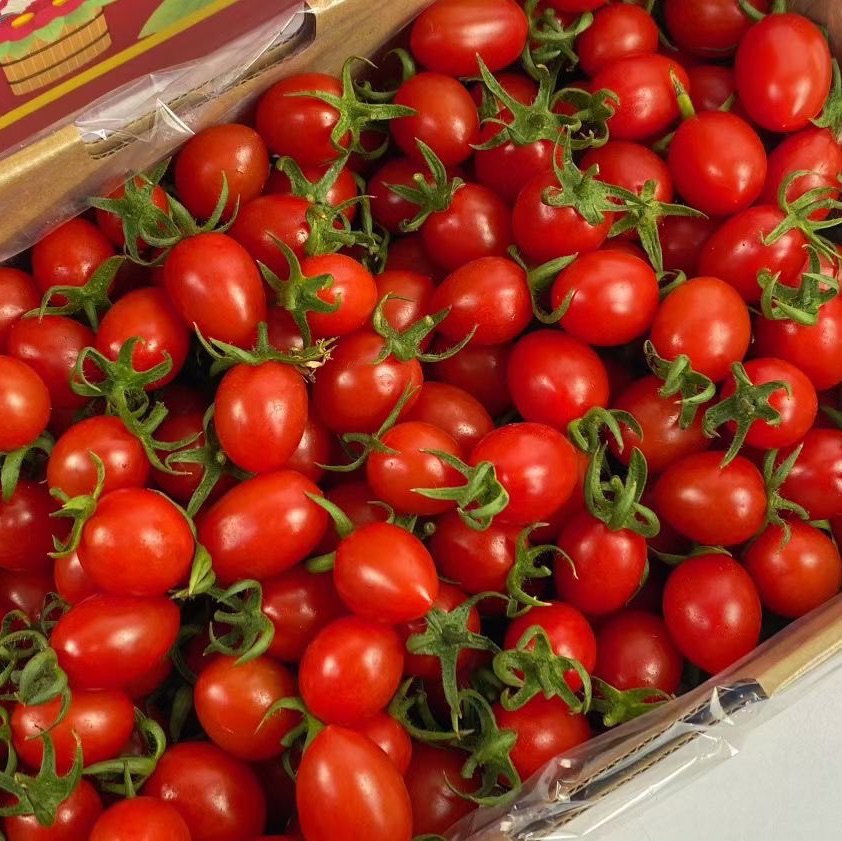 釜山玲珑小番茄🍅