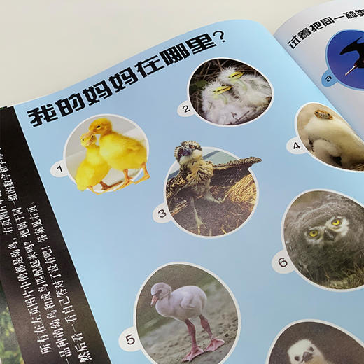 《DK动物百科系列：鸟》 商品图6