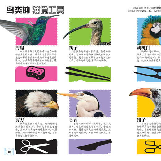 《DK动物百科系列：鸟》 商品图2