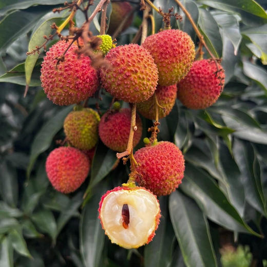 你的荔枝妃子笑（礼盒装）【吃海茫茫，树熟荔枝，如冰淇淋般融化在舌尖】 商品图4